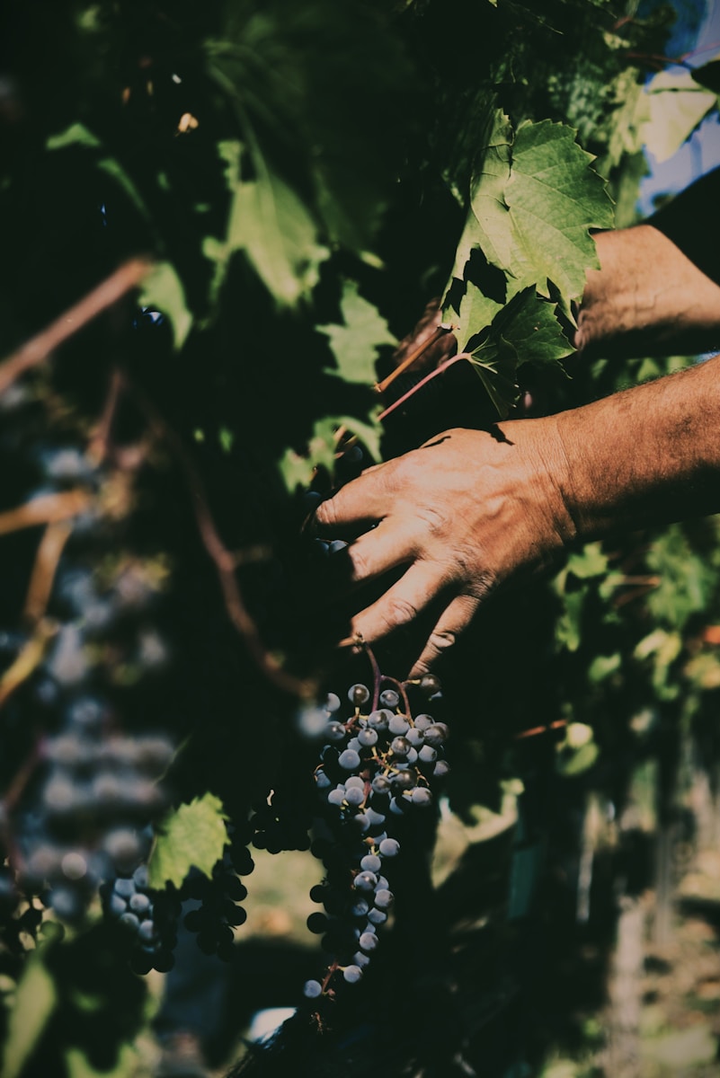 Photo by Kurt van Krieken a person picking grapes from a vine