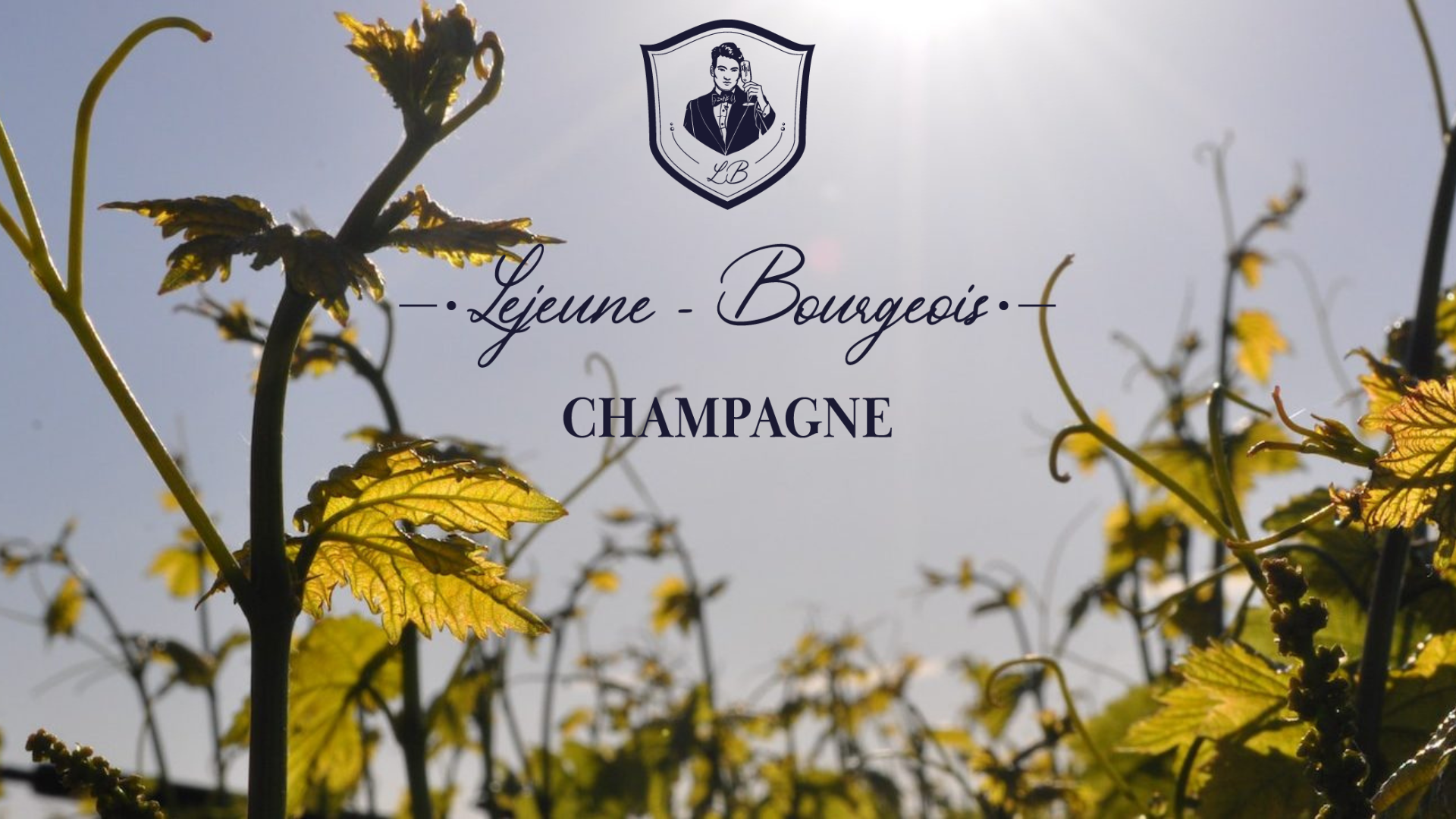 Vigne Champagne lejeune bourgeois