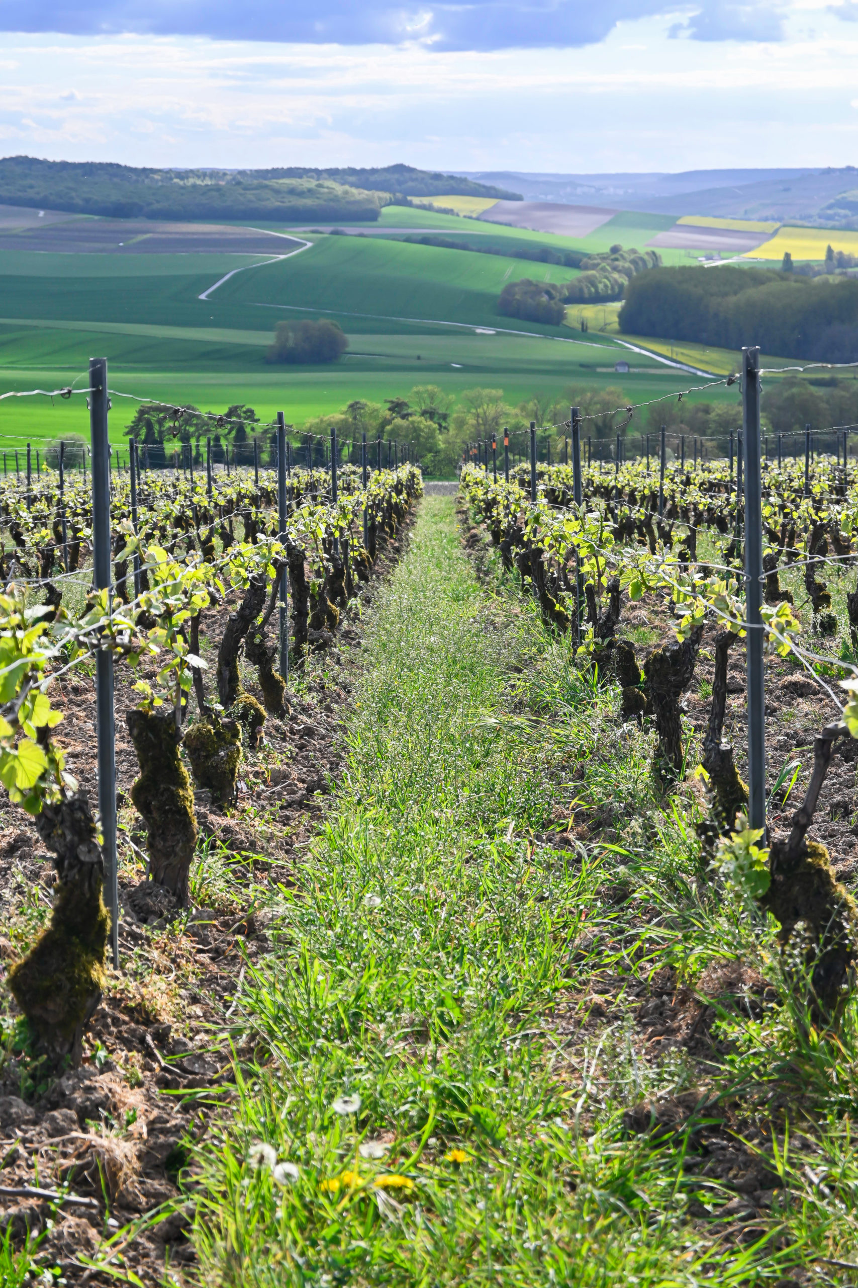 Vignoble de Bouzy